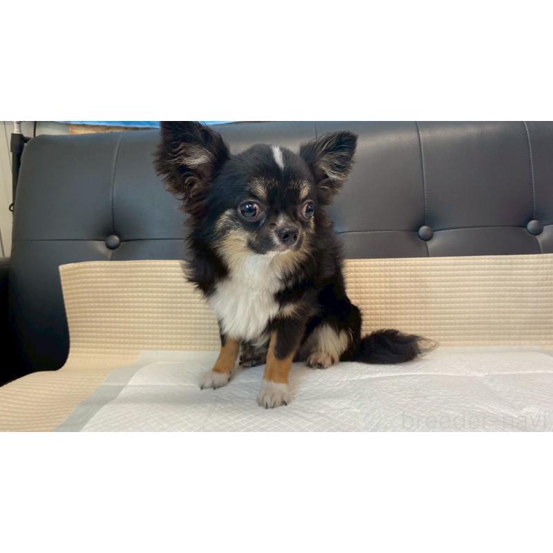 成約済の兵庫県のチワワ(ロングコート)-378076の3枚目